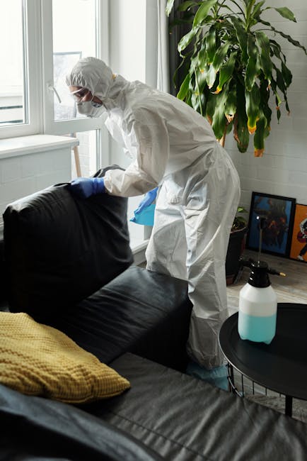 A professional cleaner in full protective gear, including a white coverall, gloves, mask, and goggles, is performing surface cleaning on a black leather sofa in a well-lit living room with large window panes. The cleaner is using a cloth to wipe the sofa, which appears clean and free of dust or stains. Next to the sofa, a small round side table holds a spray bottle with a blue liquid, indicating disinfectant or cleaning solution, and the sofa has mustard-colored cushions. In the background, a tall green leafy plant stands beside the window, and a framed picture is partially visible on the floor, alongside a white brick wall. The room has natural daylight, emphasizing a fresh and hygienic environment suitable for deep cleaning and surface sanitiation, as provided by Kingston Carpet Cleaning's domestic cleaning services in Canbury Kingston town centre.